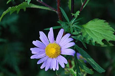 小雛菊寓意|雛菊